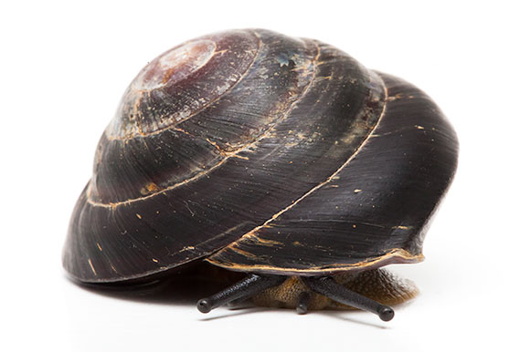 Caracolus sagemon ssp. Cuba typ 4 dark adult